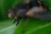 Tachina magnicornis
